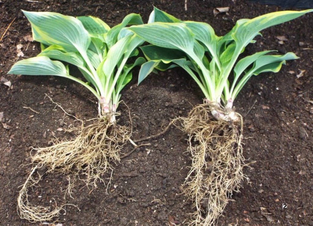 hostas roots split for transplanting