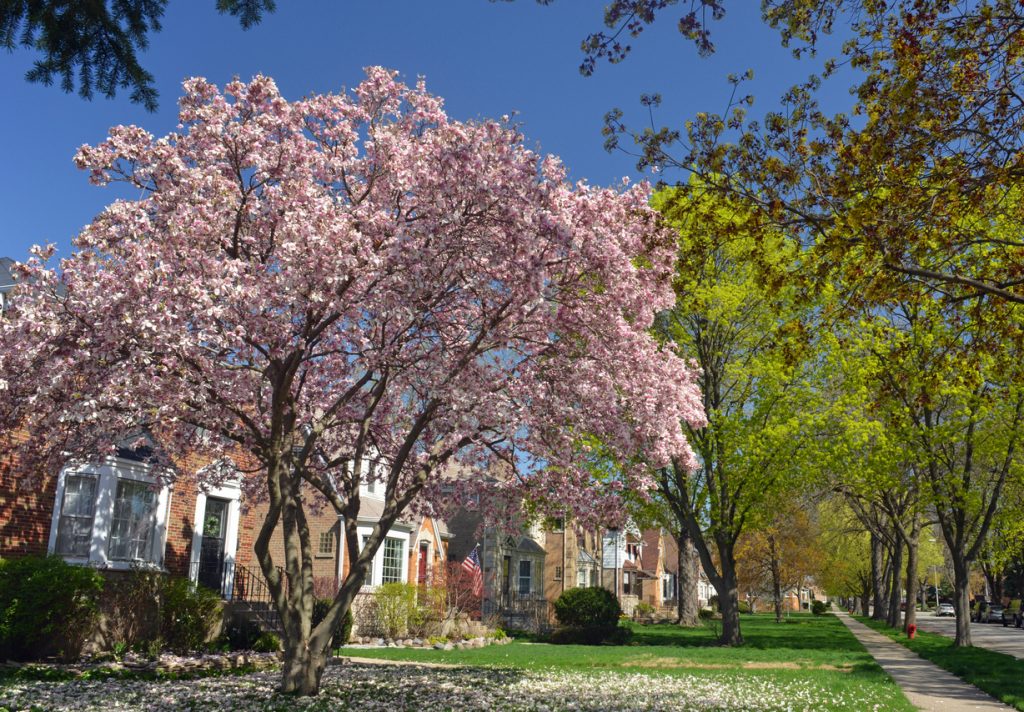 magnolia tree on a residential street