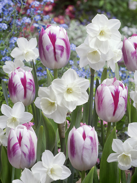 tulip-flaming-flag-narcissus-alaska-mixed