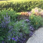 How To Keep Your Garden Blooming- beautiful summer gardens with black-eyed susans, hedges, lavender, etc.