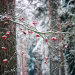 Winter berries on a tree branch with snow